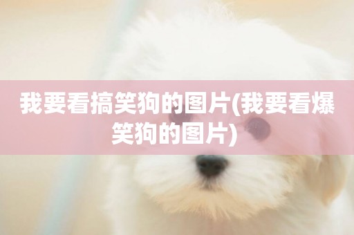 我要看搞笑狗的圖片(我要看爆笑狗的圖片) 