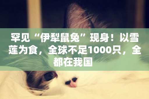 罕見“伊犁鼠兔”現身！以雪蓮為食，全球不足1000只，全都在我國 