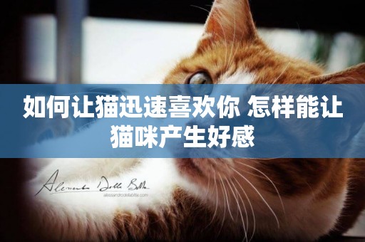 如何讓貓迅速喜歡你 怎樣能讓貓咪產生好感