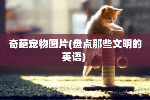 奇葩寵物圖片(盤點那些文明的英語) 