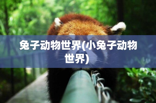 兔子動物世界(小兔子動物世界) 