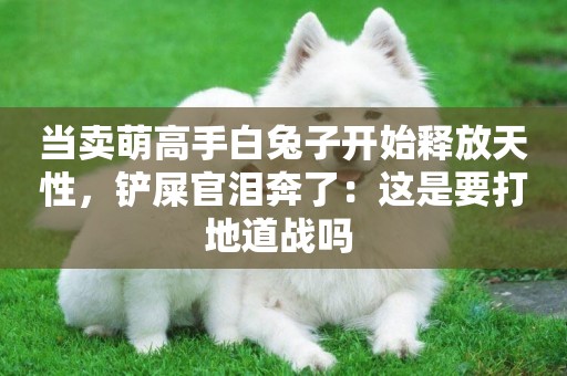 當賣萌高手白兔子開始釋放天性，鏟屎官淚奔了：這是要打地道戰嗎 