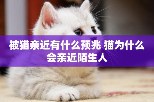被貓親近有什么預兆 貓為什么會親近陌生人