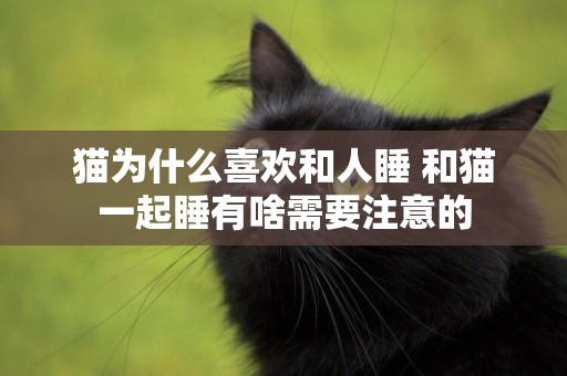貓為什么喜歡和人睡 和貓一起睡有啥需要注意的