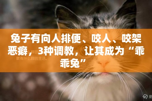 兔子有向人排便、咬人、咬架惡癖，3種調教，讓其成為“乖乖兔” 