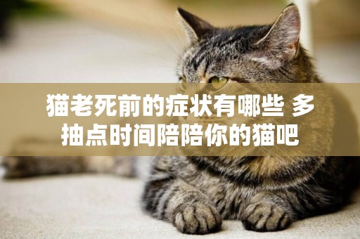 貓老死前的癥狀有哪些 多抽點時間陪陪你的貓吧