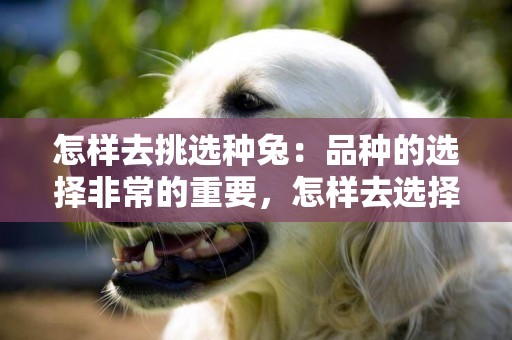 怎樣去挑選種兔：品種的選擇非常的重要，怎樣去選擇合格的種兔？ 