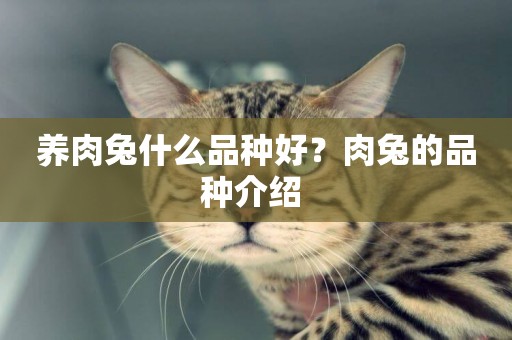 養肉兔什么品種好？肉兔的品種介紹 