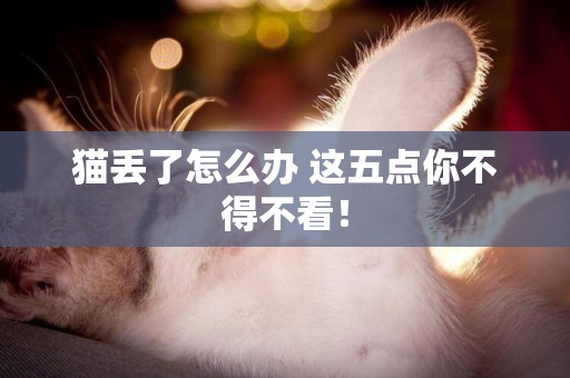 貓丟了怎么辦 這五點你不得不看！