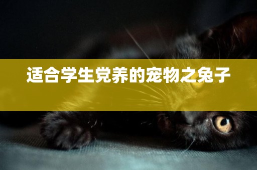 適合學生黨養的寵物之兔子 