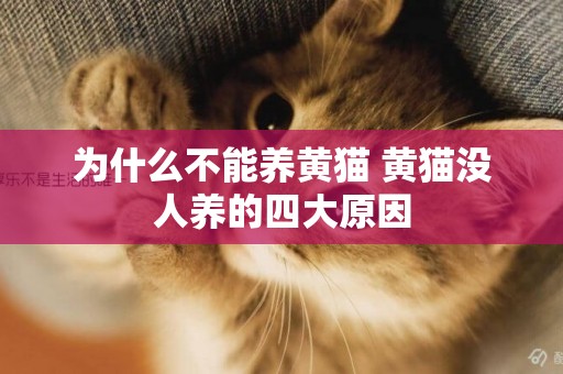 為什么不能養黃貓 黃貓沒人養的四大原因