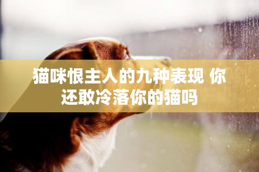 貓咪恨主人的九種表現 你還敢冷落你的貓嗎 貓咪恨主人的九種表現 你還敢冷落你的貓嗎