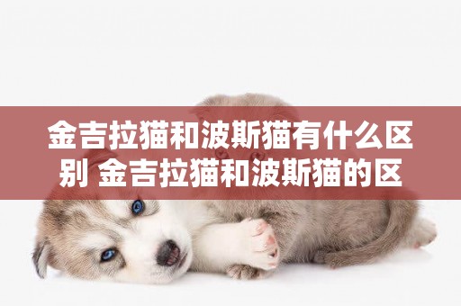 金吉拉貓和波斯貓有什么區別 金吉拉貓和波斯貓的區別