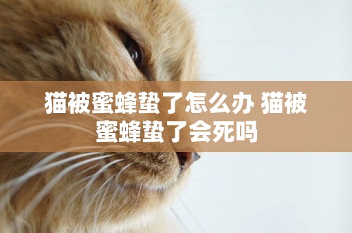 貓被蜜蜂蟄了怎么辦 貓被蜜蜂蟄了會死嗎