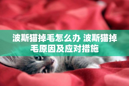 波斯貓掉毛怎么辦 波斯貓掉毛原因及應對措施