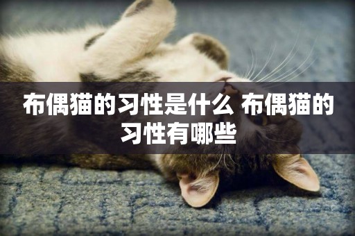 布偶貓的習性是什么 布偶貓的習性有哪些