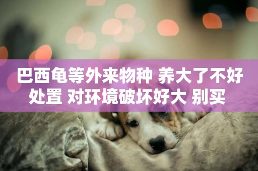 巴西龜等外來物種 養大了不好處置 對環境破壞好大 別買 