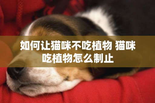 如何讓貓咪不吃植物 貓咪吃植物怎么制止