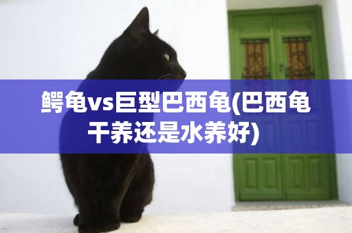 鱷龜vs巨型巴西龜(巴西龜干養還是水養好) 