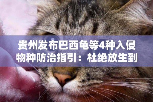 貴州發布巴西龜等4種入侵物種防治指引：杜絕放生到自然水域 