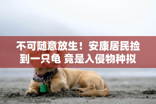不可隨意放生！安康居民撿到一只龜 竟是入侵物種擬鱷龜 