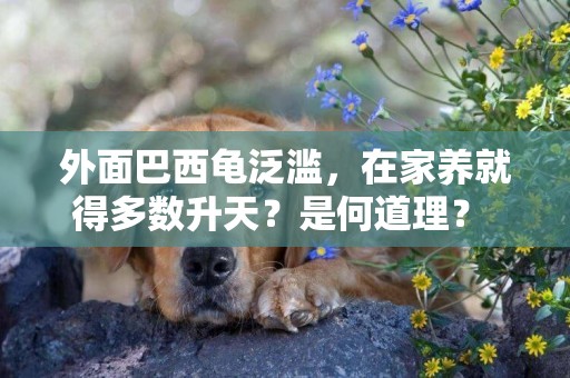 外面巴西龜泛濫，在家養就得多數升天？是何道理？ 