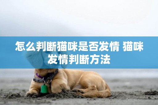 怎么判斷貓咪是否發情 貓咪發情判斷方法