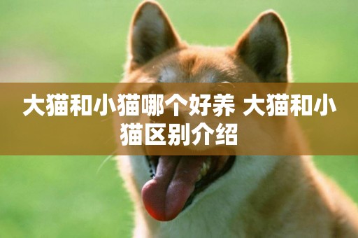 大貓和小貓哪個好養 大貓和小貓區別介紹