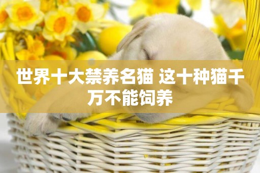 世界十大禁養名貓 這十種貓千萬不能飼養