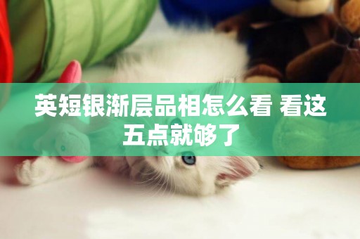 英短銀漸層品相怎么看 看這五點就夠了