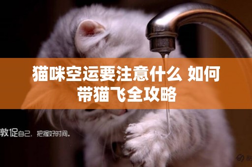 貓咪空運要注意什么 如何帶貓飛全攻略