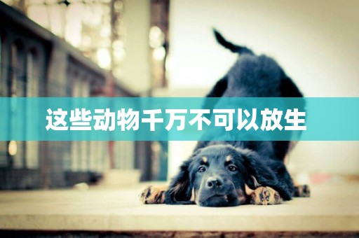 這些動物千萬不可以放生 