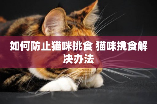 如何防止貓咪挑食 貓咪挑食解決辦法