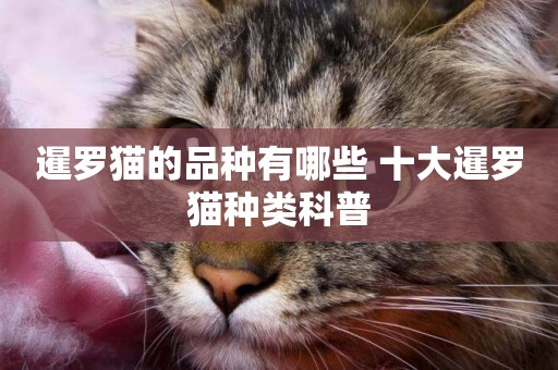暹羅貓的品種有哪些 十大暹羅貓種類科普