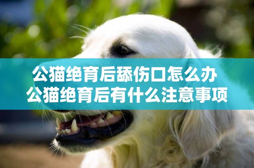 公貓絕育后舔傷口怎么辦 公貓絕育后有什么注意事項