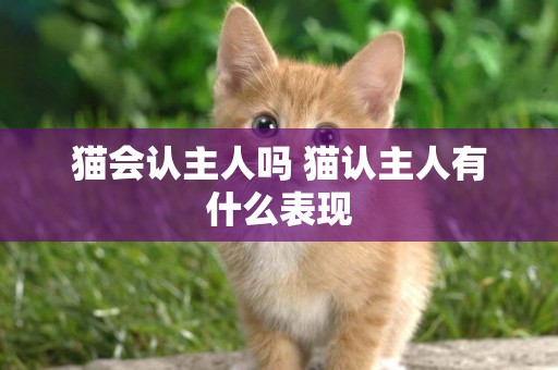 貓會認主人嗎 貓認主人有什么表現