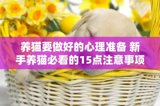 養貓要做好的心理準備 新手養貓必看的15點注意事項