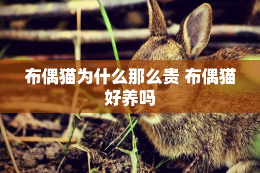 布偶貓為什么那么貴 布偶貓好養嗎