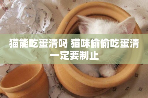 貓能吃蛋清嗎 貓咪偷偷吃蛋清一定要制止