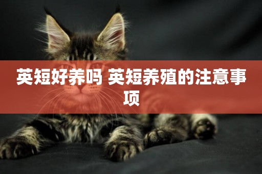 英短好養嗎 英短養殖的注意事項