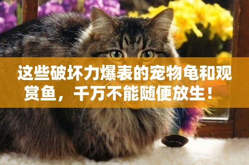 這些破壞力爆表的寵物龜和觀賞魚，千萬不能隨便放生！ 
