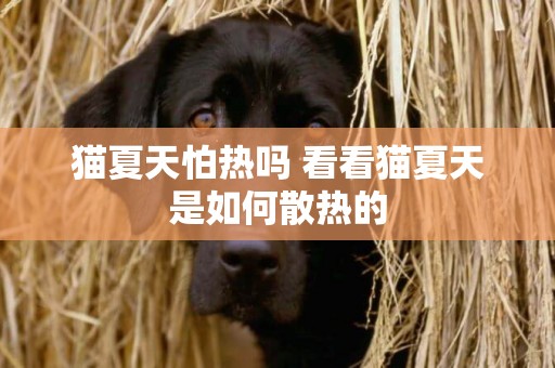 貓夏天怕熱嗎 看看貓夏天是如何散熱的