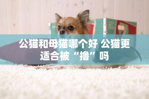 公貓和母貓哪個好 公貓更適合被“擼”嗎
