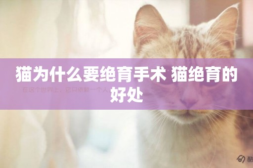 貓為什么要絕育手術 貓絕育的好處