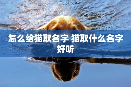 怎么給貓取名字 貓取什么名字好聽