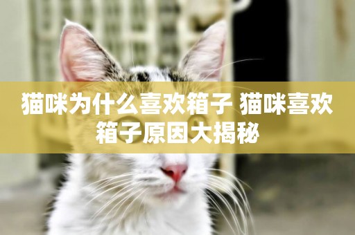 貓咪為什么喜歡箱子 貓咪喜歡箱子原因大揭秘