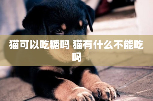 貓可以吃糖嗎 貓有什么不能吃嗎