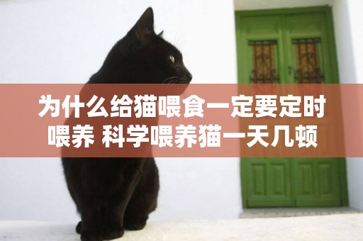 為什么給貓喂食一定要定時喂養 科學喂養貓一天幾頓