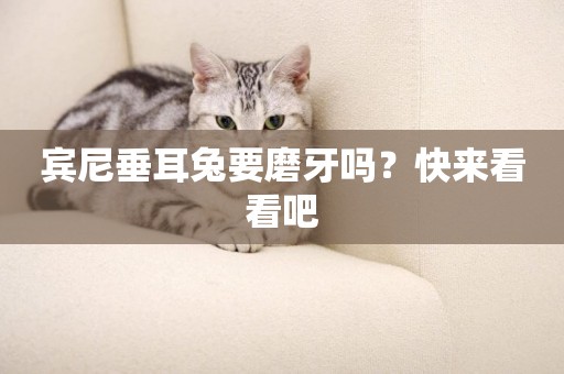賓尼垂耳兔要磨牙嗎？快來看看吧