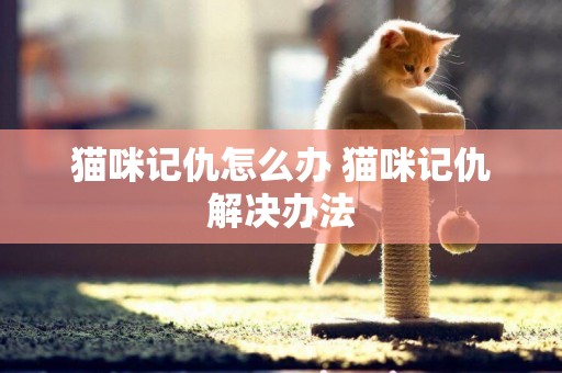 貓咪記仇怎么辦 貓咪記仇解決辦法